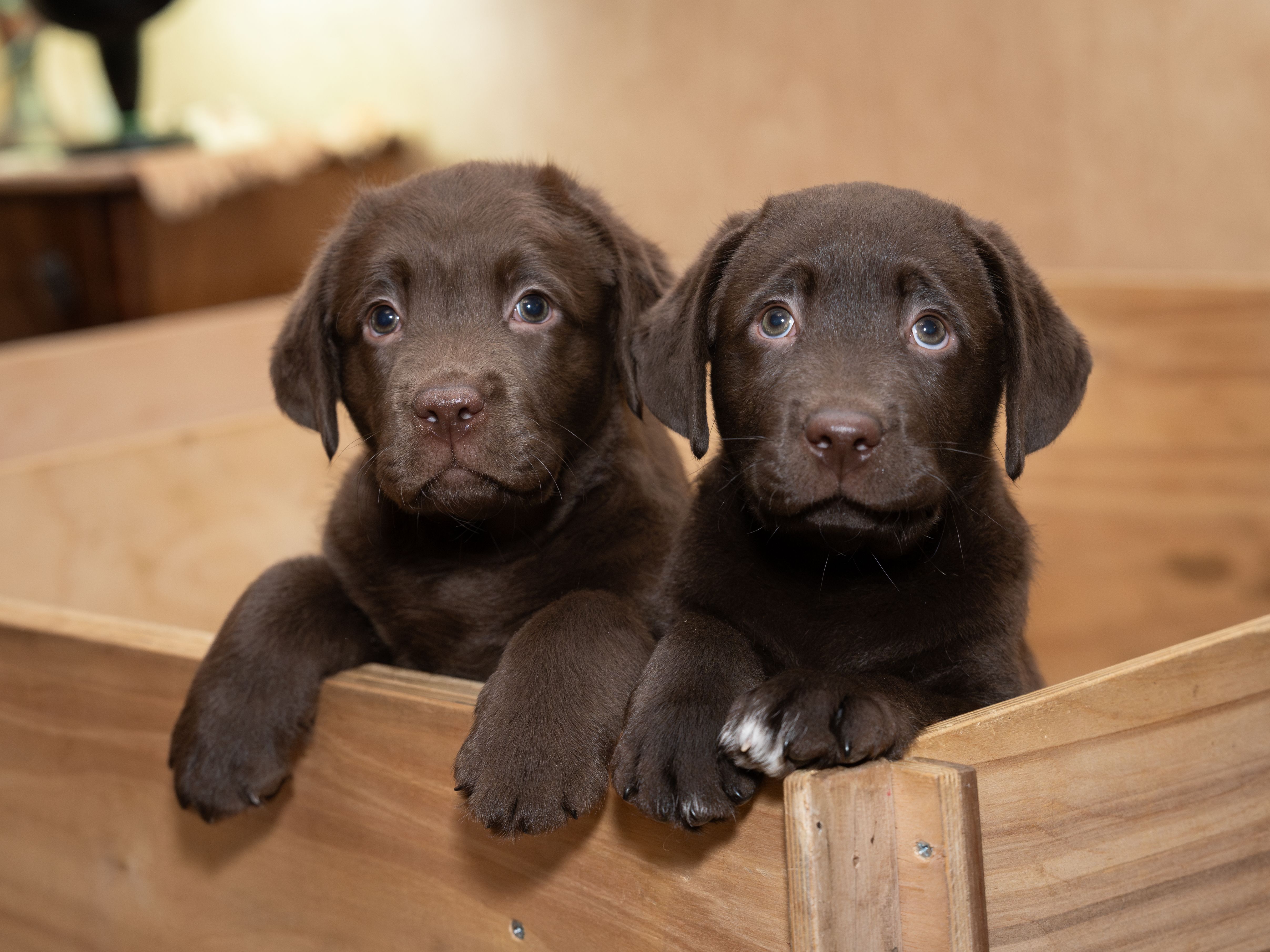 Where To Find Puppies In Milwaukee: Responsible Guide