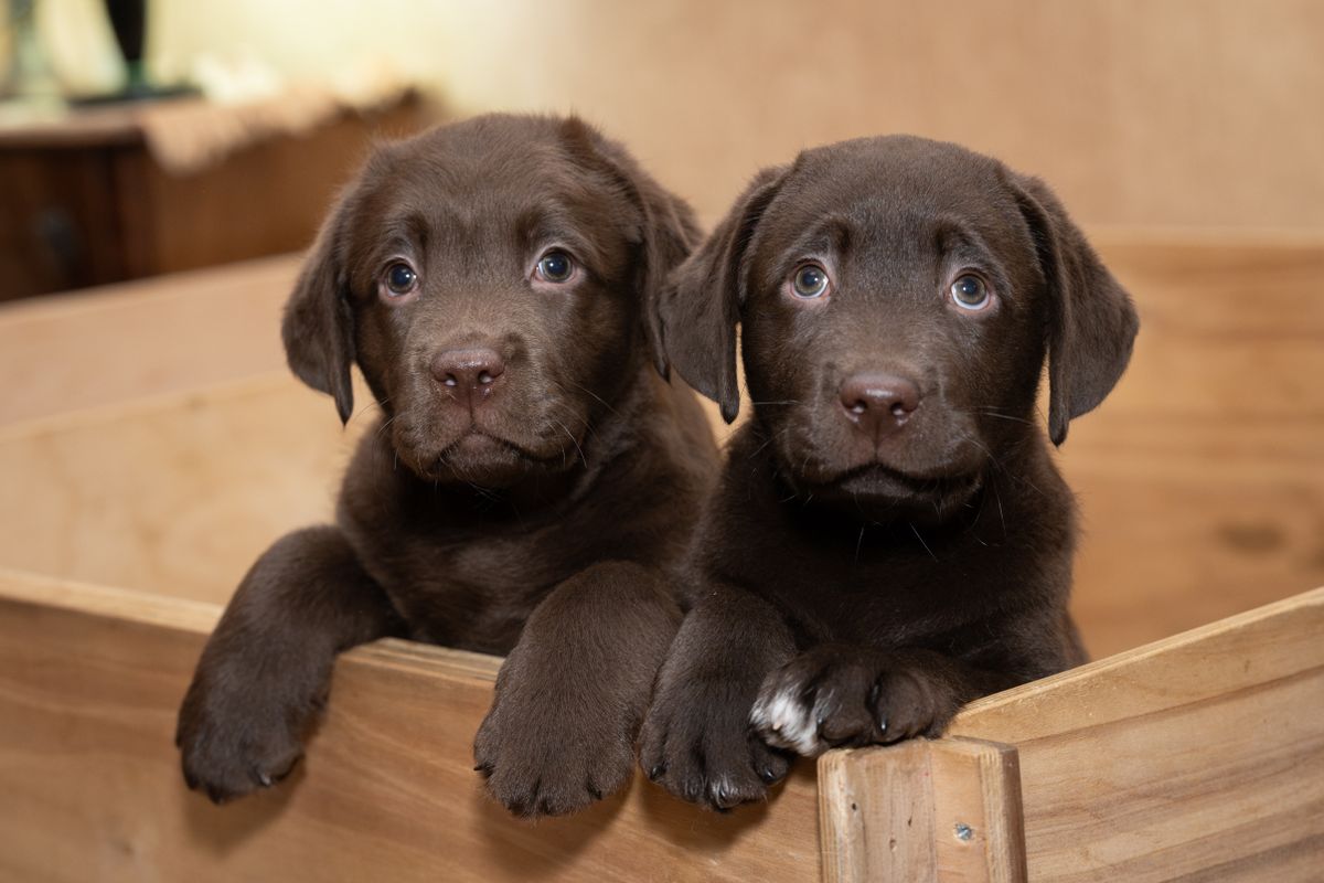 Labrador chocolat : caractère, soins et conseils d’élevage - 3. Caractère du Labrador chocolat : un chien familial et dynamique