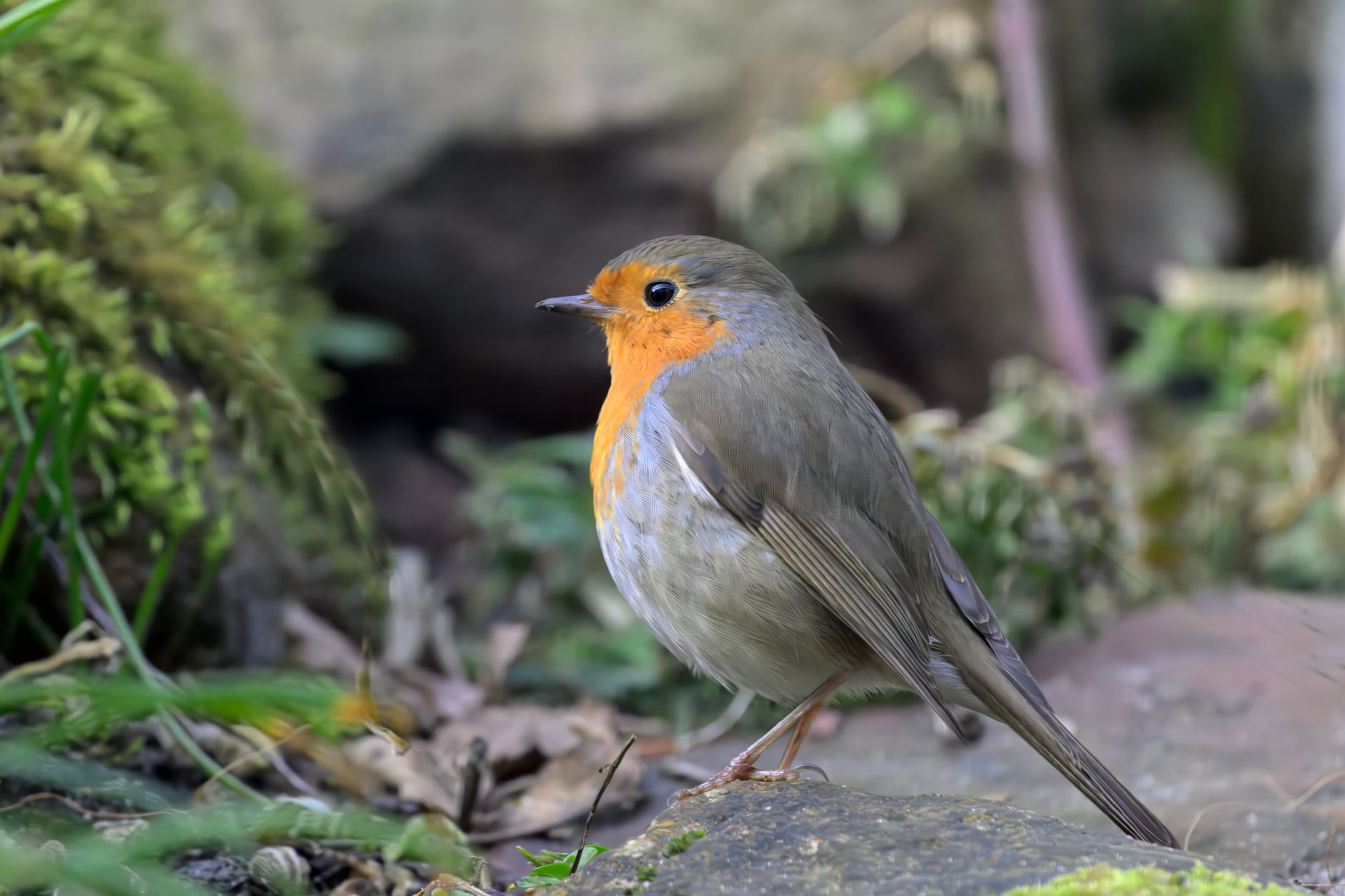 Robin