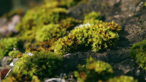 Free Vibrant green moss growing on a rock, showcasing nature's resilience and beauty. Stock Photo