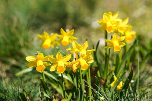 Free Bright yellow daffodils blooming in springtime in Geesthacht, Schleswig-Holstein. Stock Photo