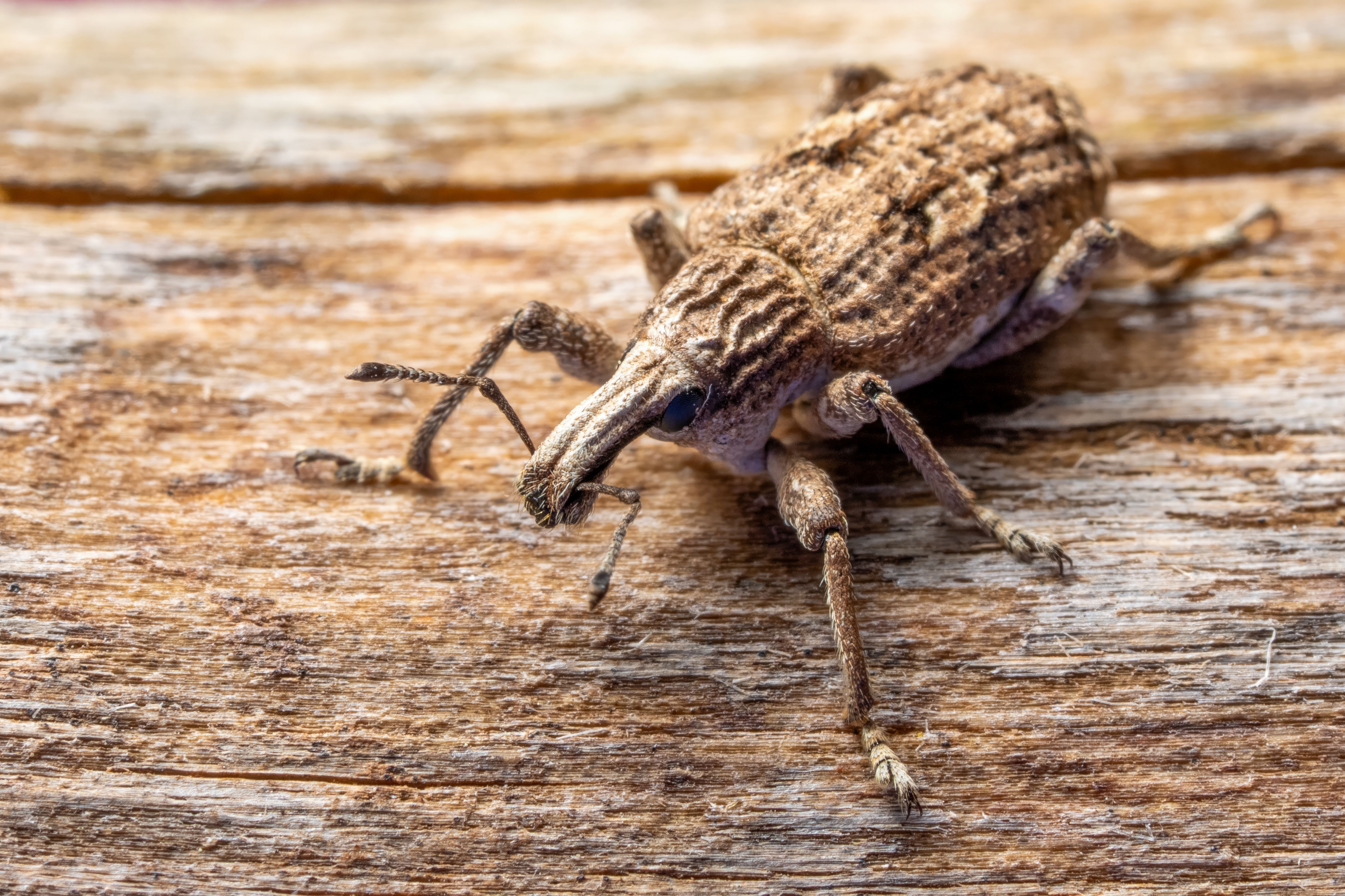 Close-up of a Camouflaged Brown Weevil on Wood · Free Stock Photo