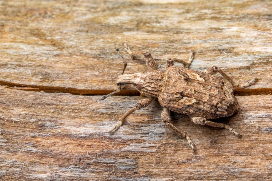 woodworm treatment cost UK