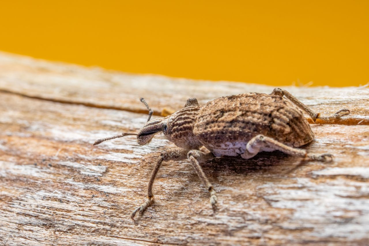 detailed macro shot of a brown weevil on a piece of wood against a vib