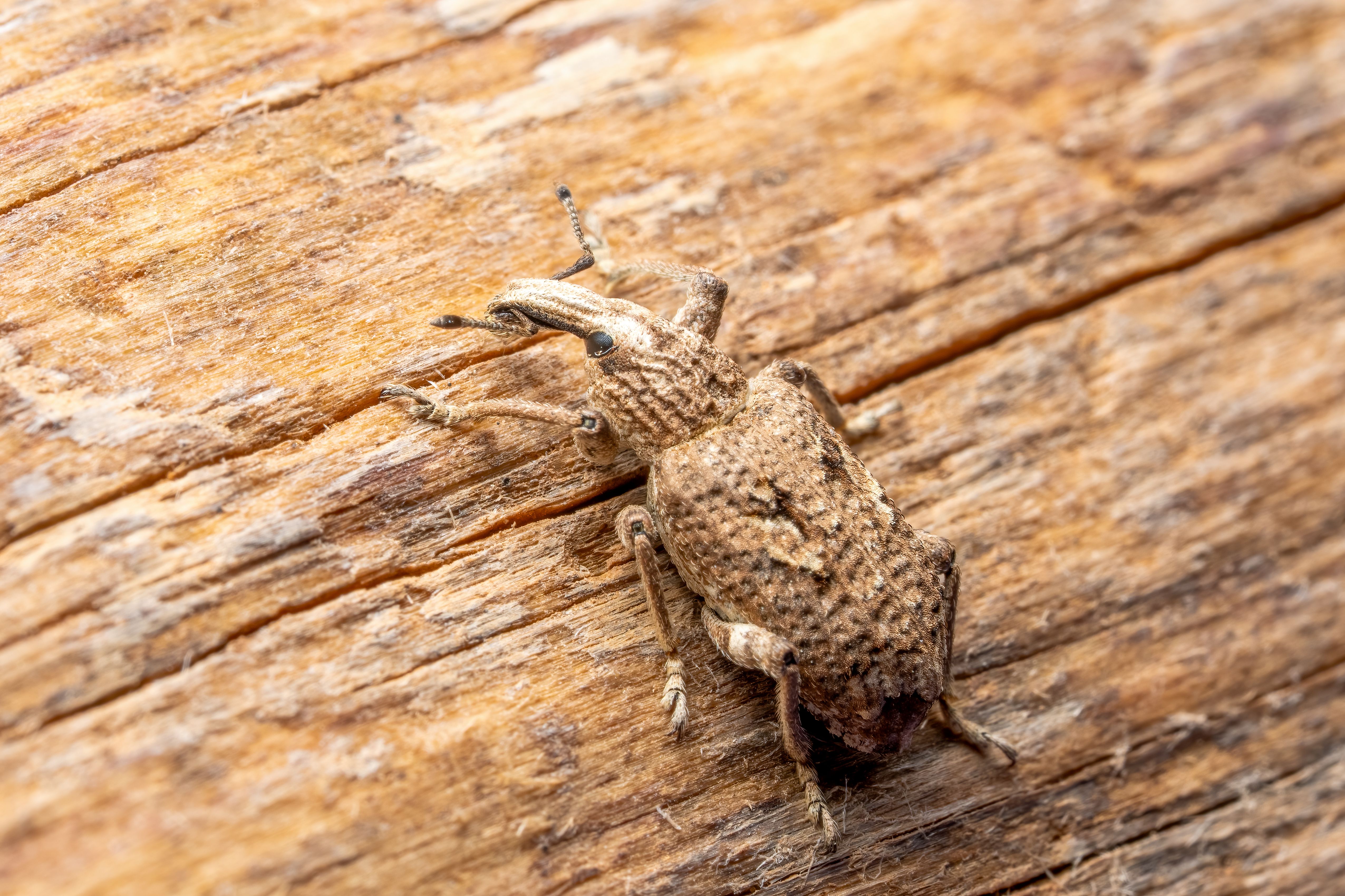 Screwworm.gov | Animal and Plant Health Inspection Service — Photo by Rafael Minguet Delgado on Pexels