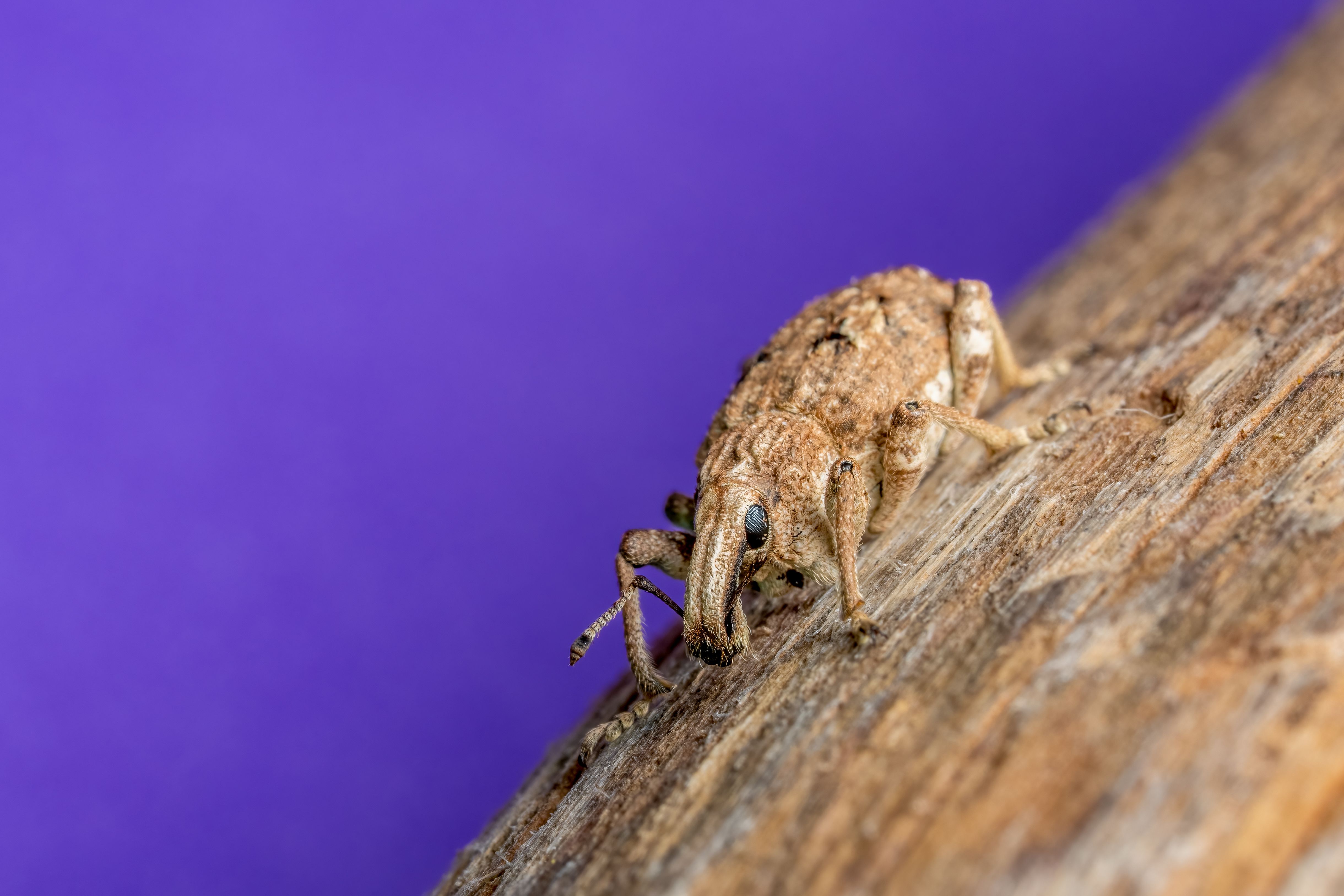 Close-Up of Weevil on Wood with Purple Background · Free Stock Photo