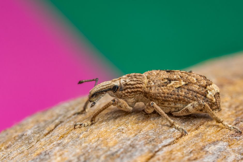 Fotografía macro en primer plano de un gorgojo marrón sentado sobre madera con un fondo colorido y vibrante.