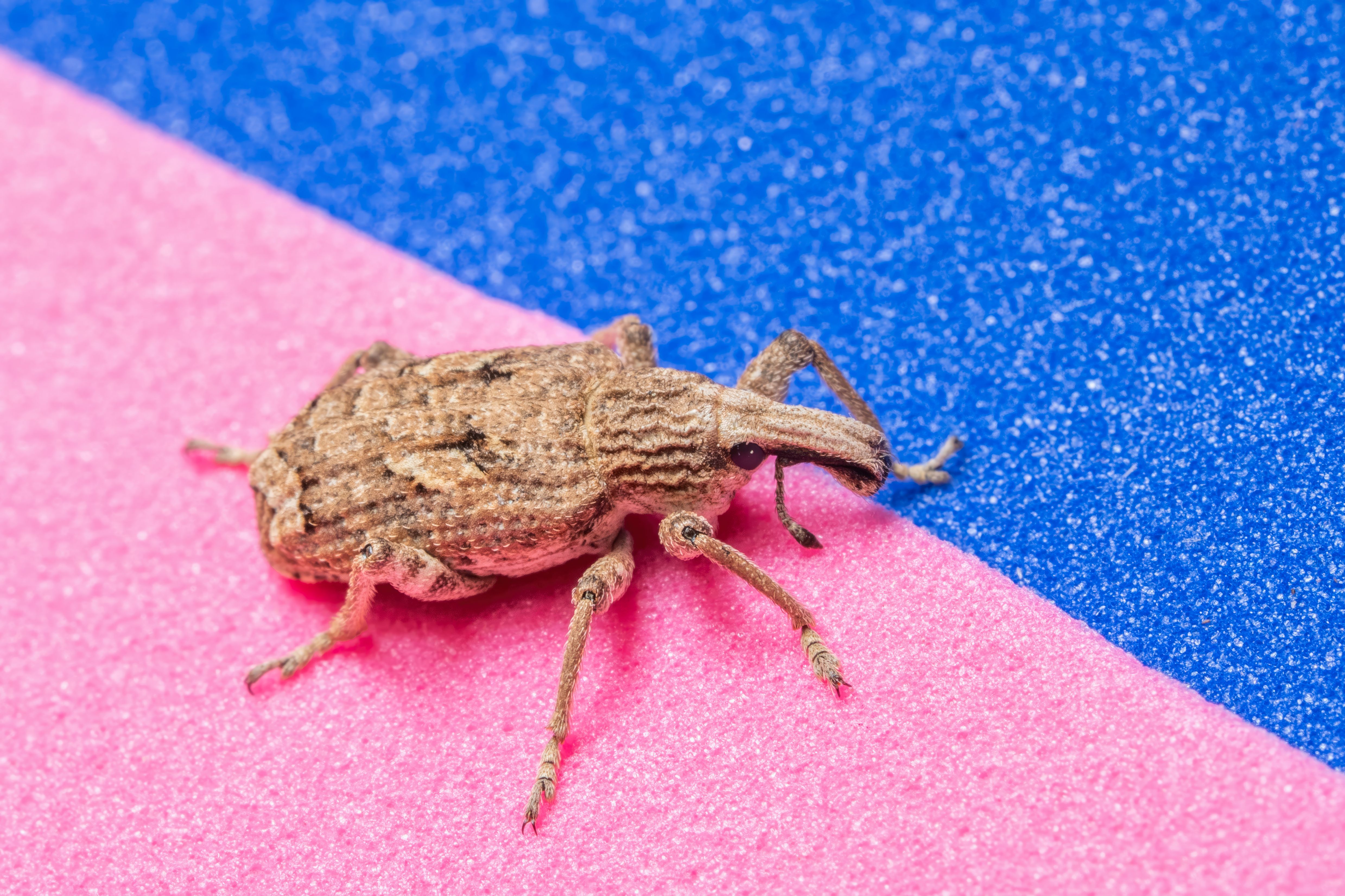 Close-up Macro of a Weevil on Colorful Background · Free Stock Photo