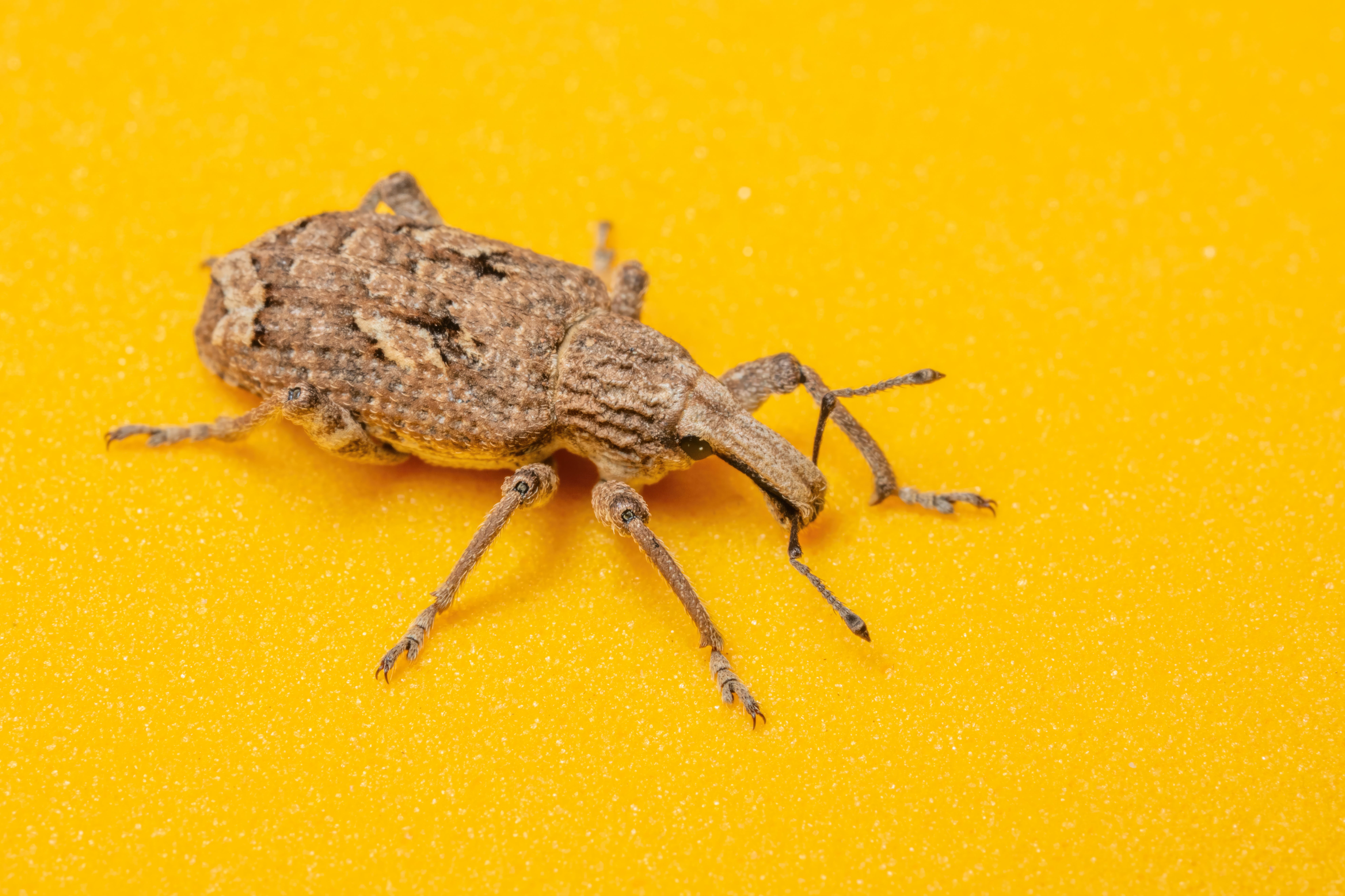 Detailed Macro Shot of a Weevil on Vibrant Yellow Background · Free ...