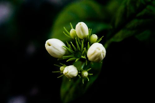 Free A detailed close-up of white jasmine buds against a lush green background, capturing the beauty of nature. Stock Photo
