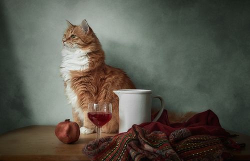 Free A red-haired cat poses with a pomegranate, wine glass, and pitcher in a still life arrangement. Stock Photo