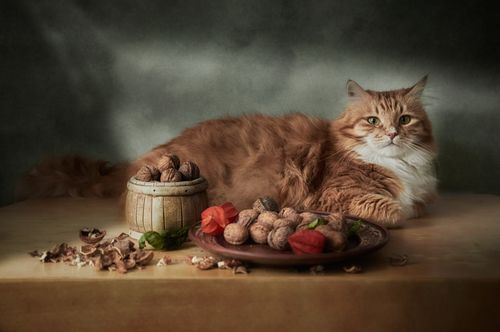Free Orange tabby cat rests elegantly with walnuts on a rustic table, capturing a classic, vintage aesthetic. Stock Photo