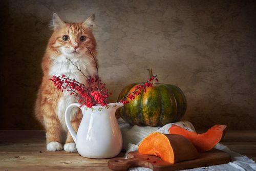 Free Orange tabby cat with autumn-themed still life, featuring pumpkins and red berries in a vase. Stock Photo