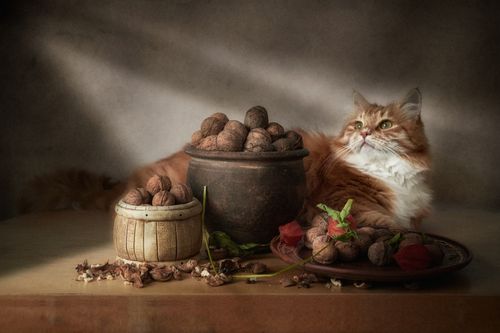 Free A warm-toned still life of a fluffy cat with walnuts and rustic containers on a table. Stock Photo