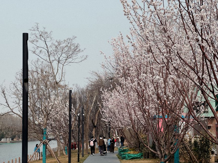 봄철 미세먼지·꽃가루 시즌 걷기 요령 — 대기질 확인부터 마스크·시간대 선택까지
