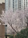Springtime Cherry Blossoms in Urban Tianjin