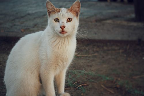 Free Charming white cat photographed outdoors in İstanbul, showcasing serene beauty and natural setting. Stock Photo