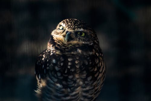 Brown and White Owl in Close Up Photography