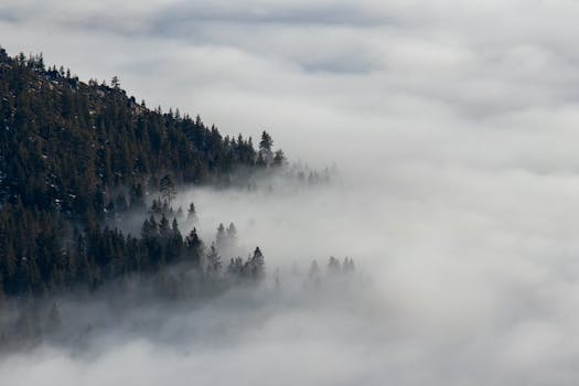 薄雾笼罩的山间森林，景色宁静