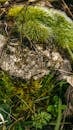 Close-Up of Moss-Covered Rock in Lush Surroundings