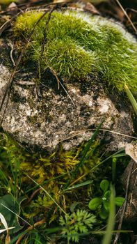 A detailed view of a moss-covered rock in a vibrant natural setting, showcasing texture and greenery.