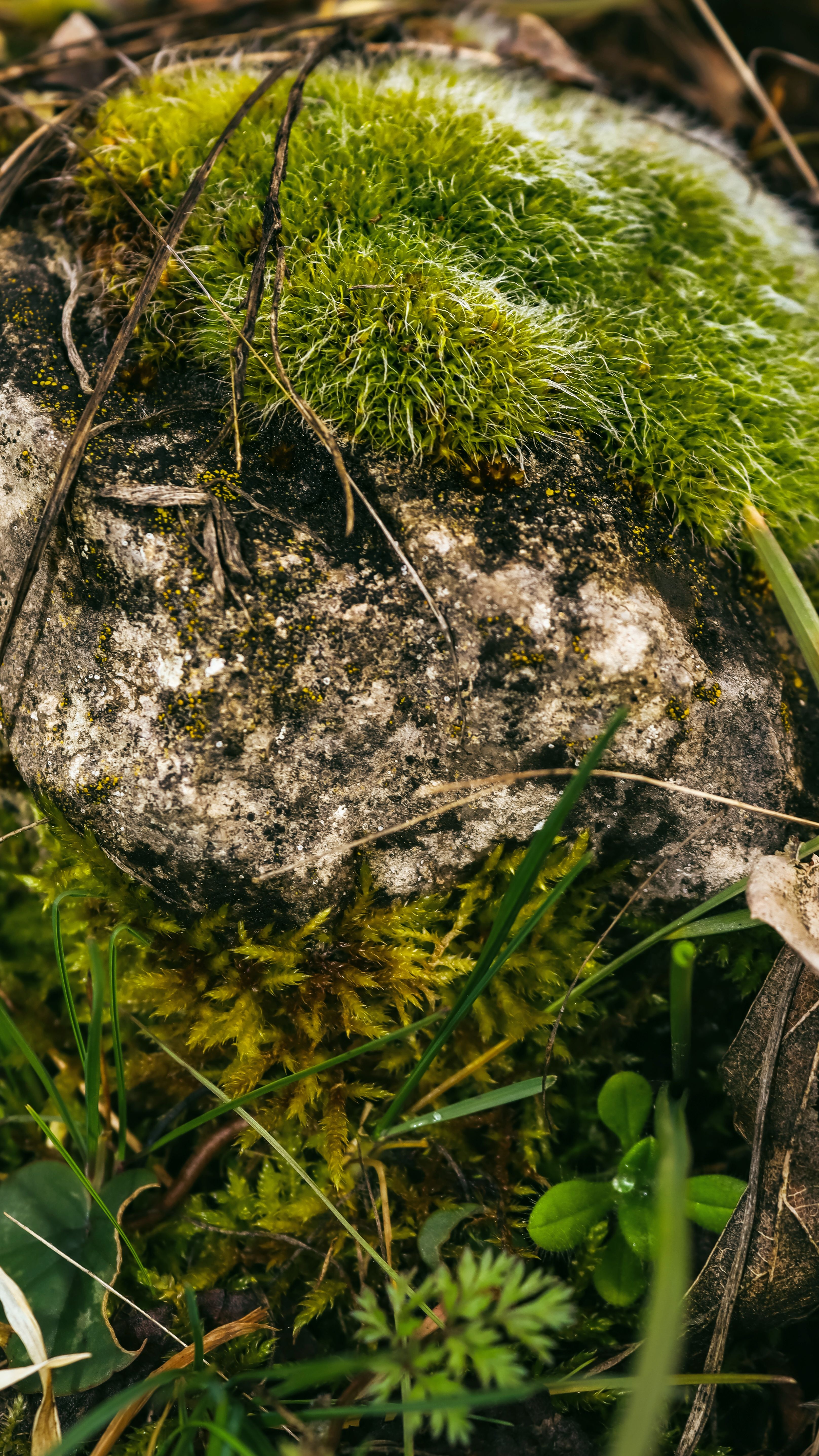 Close-Up of Moss-Covered Rock in Lush Surroundings · Free Stock Photo