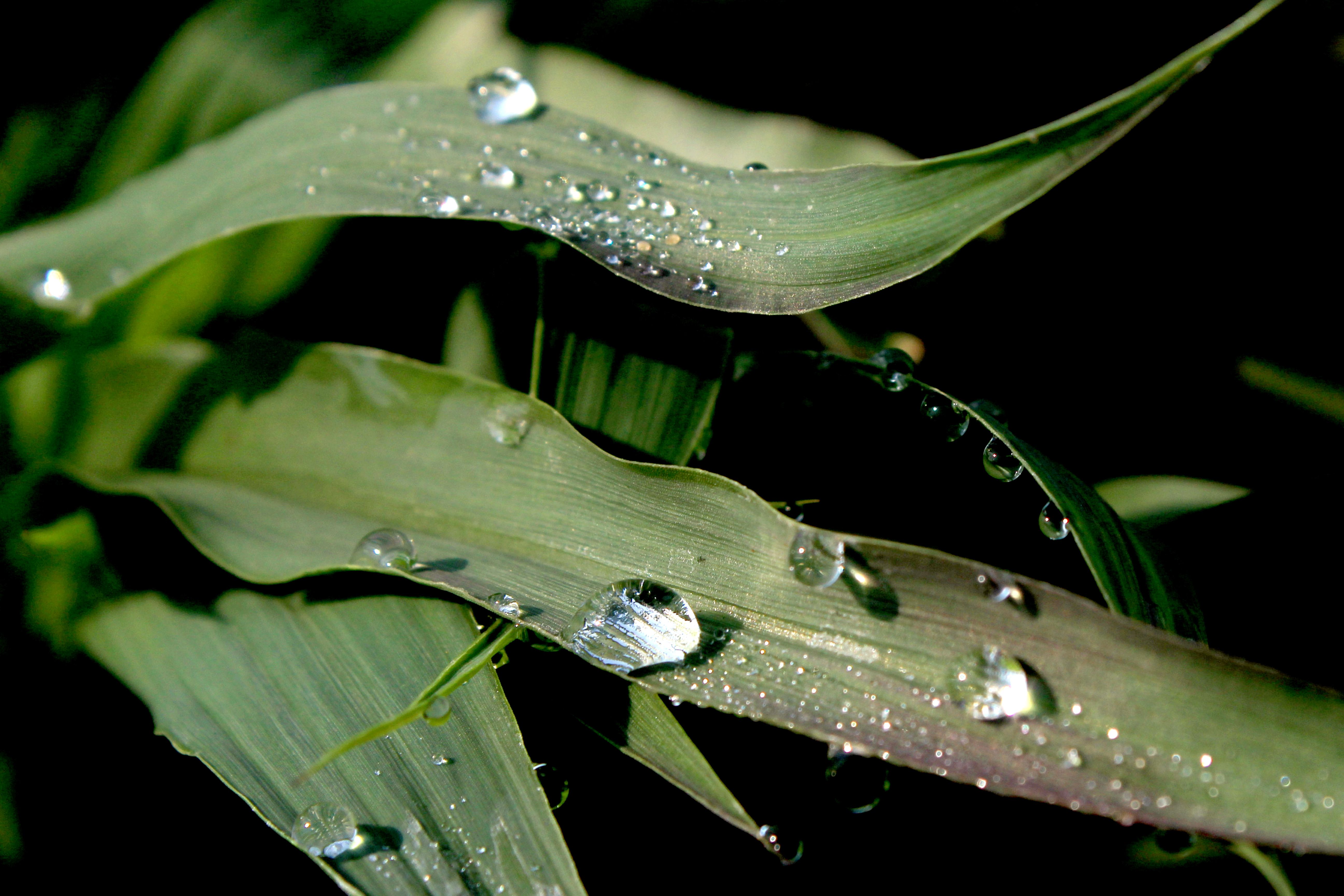 Close-up of dew-covered green leaves, capturing nature's beauty in Kolar, India.