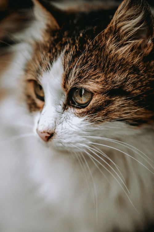 Free A detailed close-up of a fluffy cat with expressive eyes, captured in Istanbul. Stock Photo