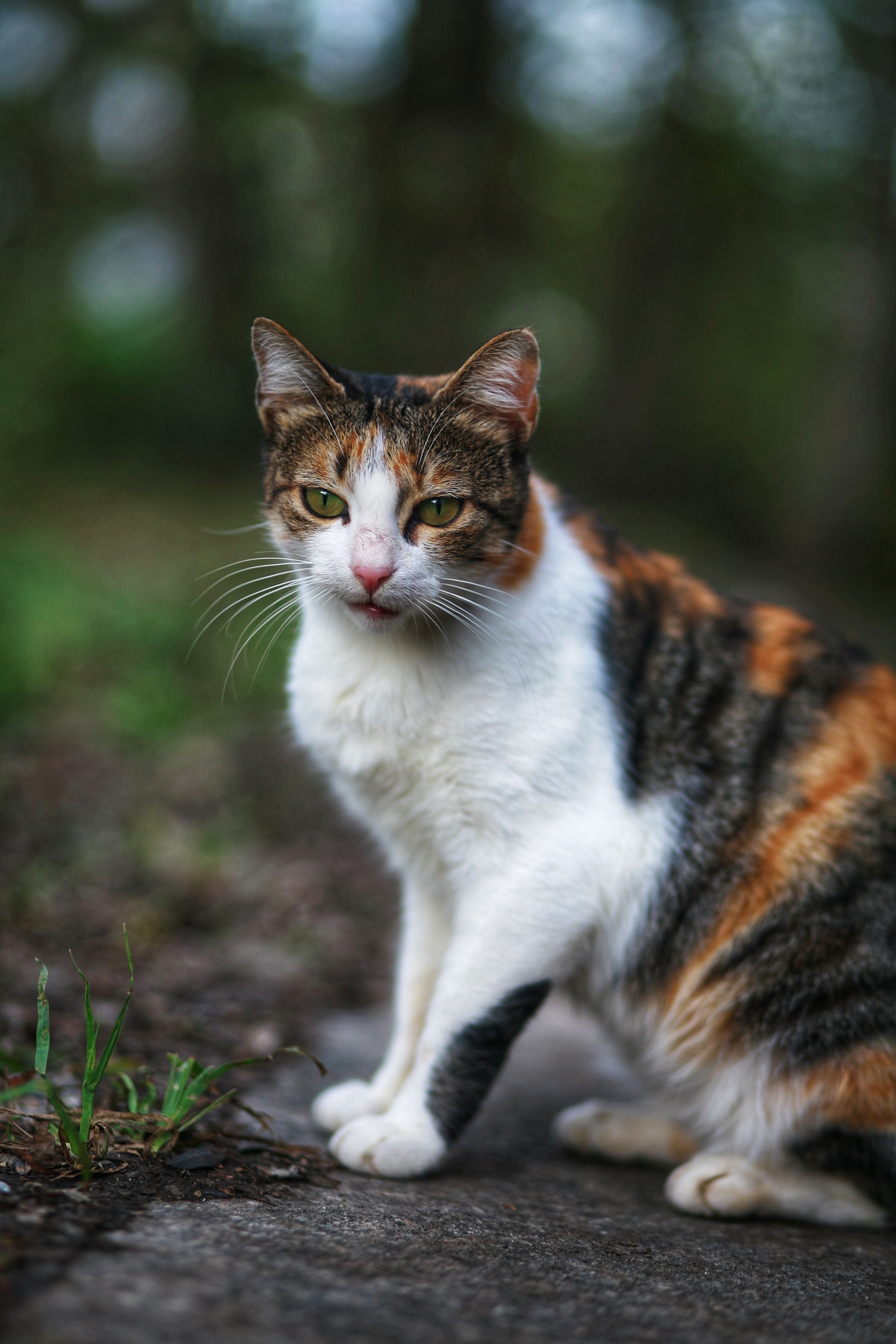 Calico Cat Sitting on a Path in Nature · Free Stock Photo