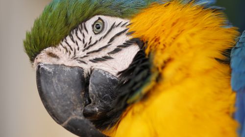 Arara-azul-e-amarela