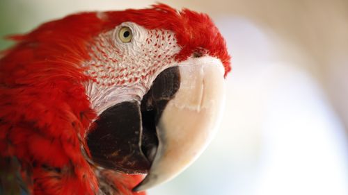 Free Intimate portrait of a Scarlet Macaw showcasing its vivid red feathers and powerful beak. Stock Photo