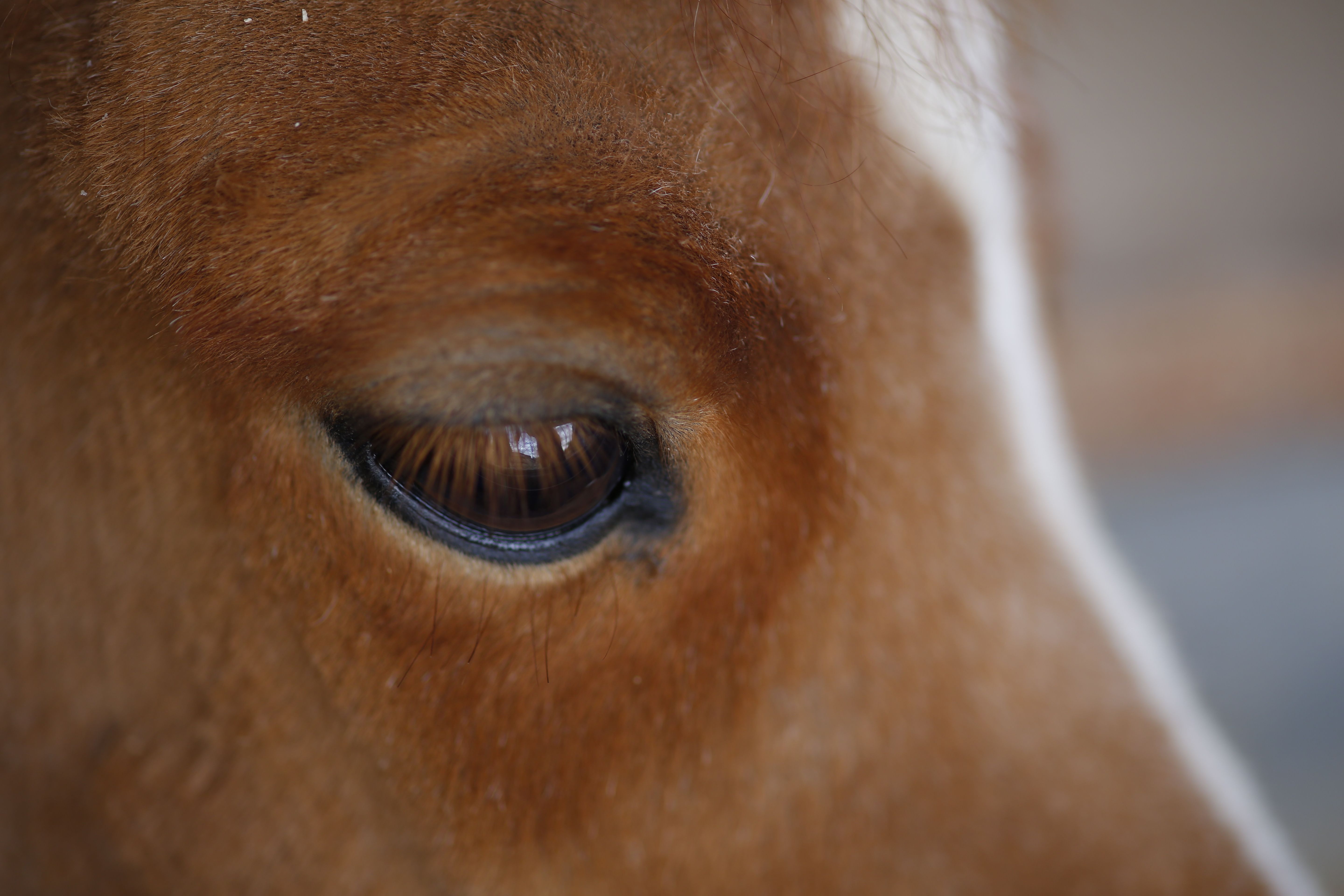 A detailed close-up of a brown horse's eye, highlighting the texture of its fur and the intimate gaze.