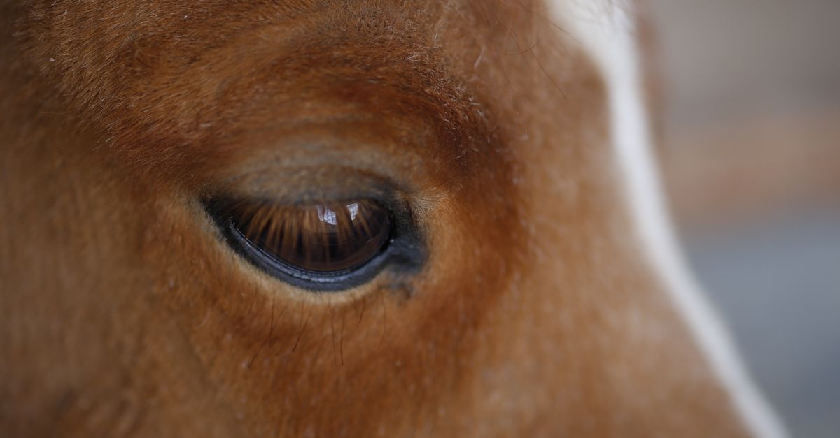 A detailed close-up of a brown horse's eye, highlighting the texture of its fur and the intimate gaze.