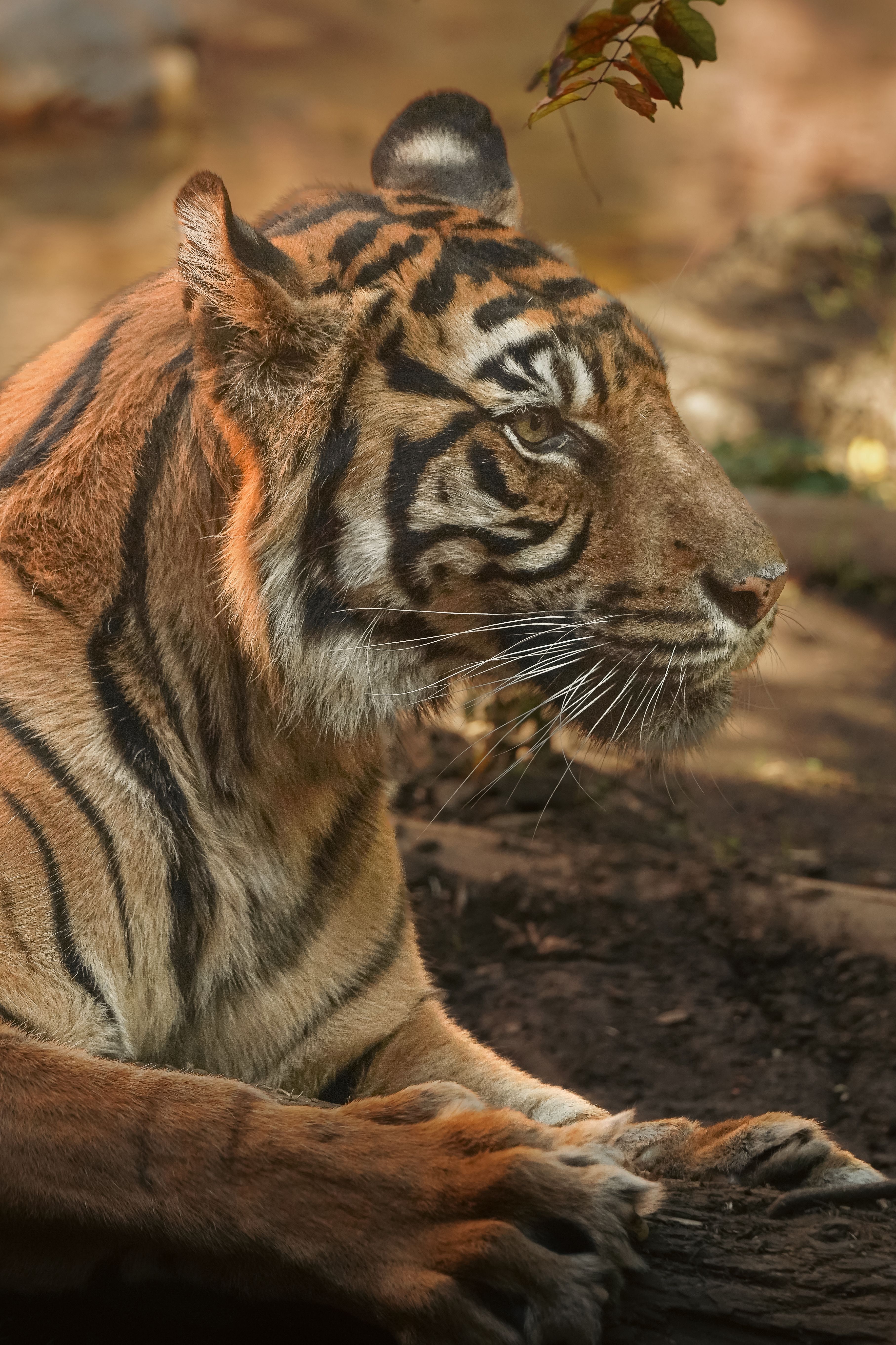 gratis Een close-up van een majestueuze tijger die rust in een natuurlijke omgeving, waarbij zijn opvallende kenmerken goed te zien zijn. Stockfoto