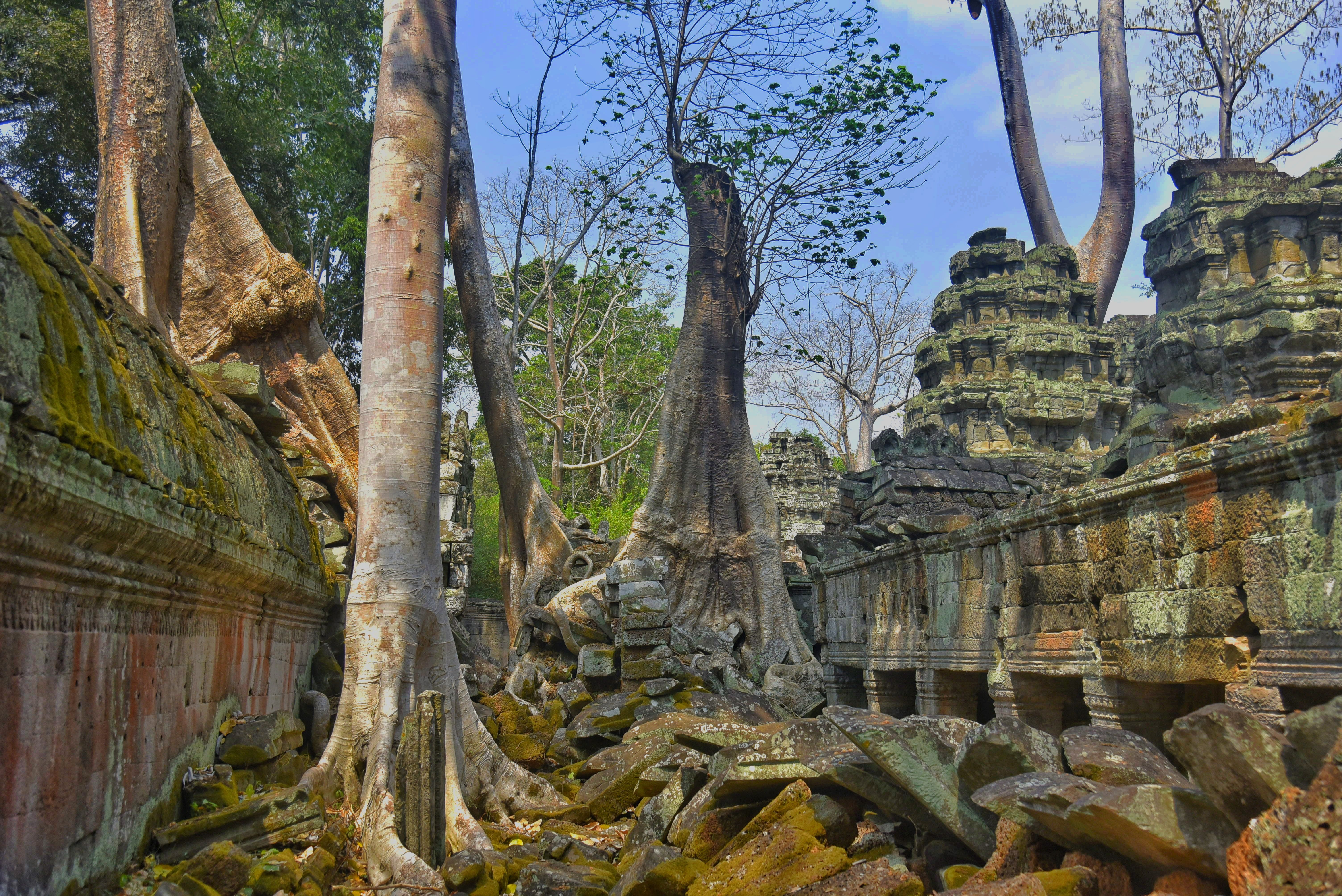 Ta Prohm temple tree roots