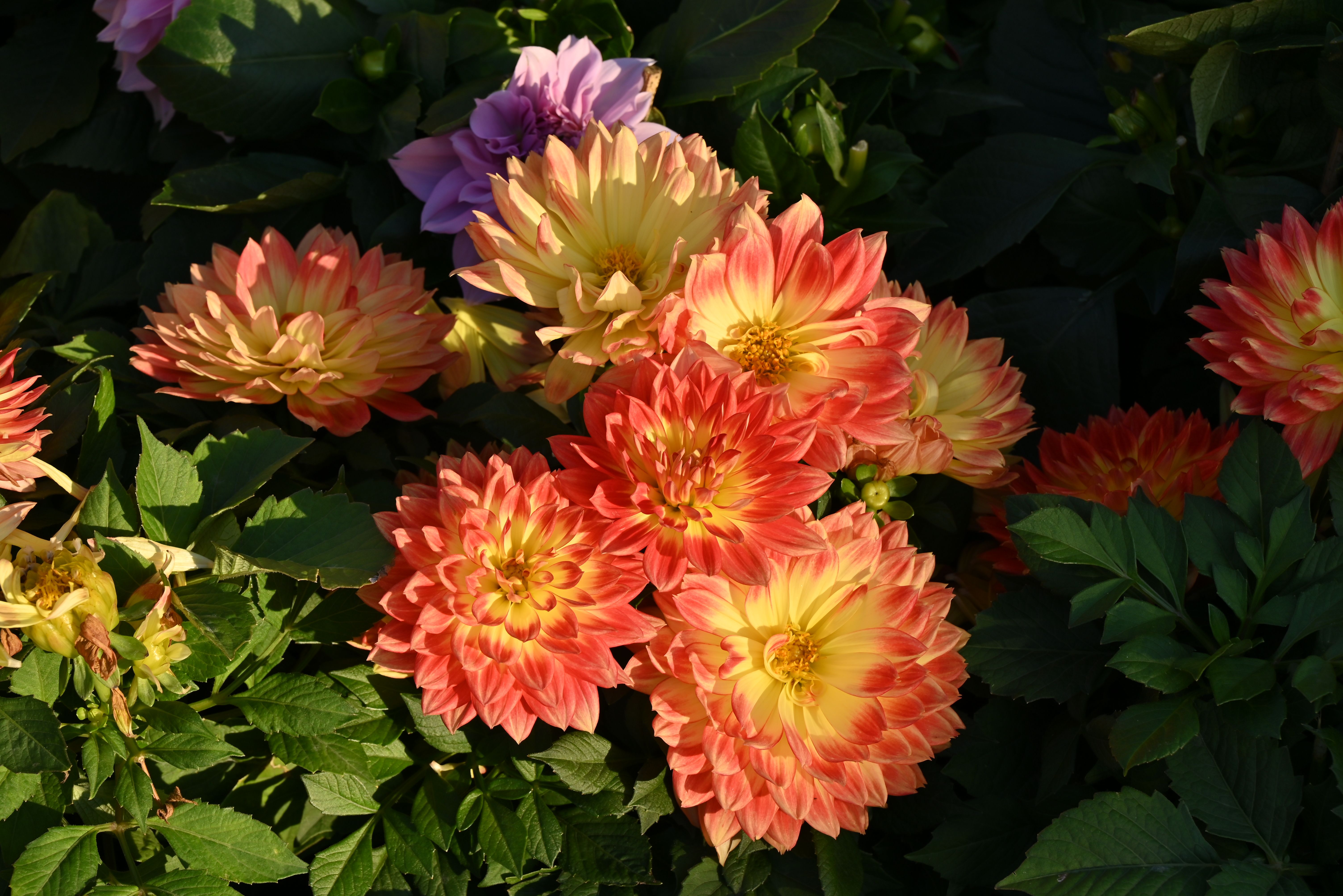 Fleurs oranges vivaces : Top 8 variétés