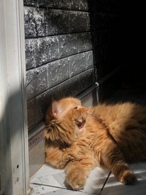 Free Orange cat basks in sunlight near a textured wall, displaying cozy laziness and warm fur. Stock Photo
