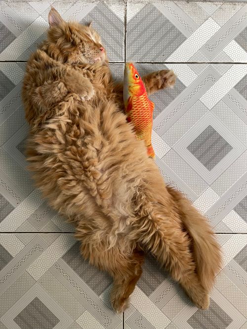 Free A fluffy ginger cat comfortably lying on a tiled floor with a toy fish. Stock Photo