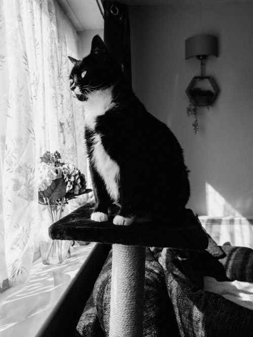 Free Elegant black and white cat on perch by sunlit window in a cozy room. Stock Photo