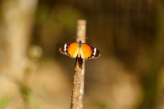 Vibrant Danaus chrysippus butterfly perched on a stick against a blurred natural background.