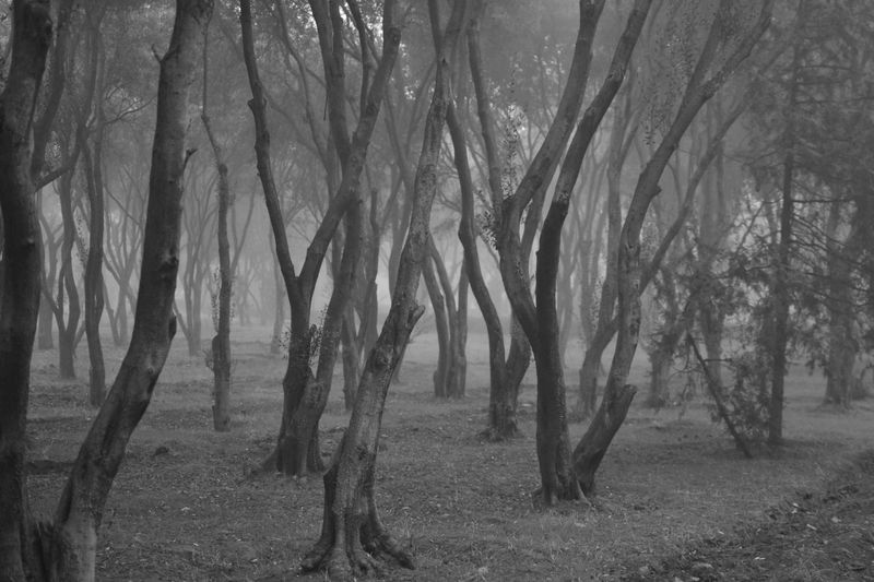 Black and white misty forest with bare trees — photo by Fidan Nazim qizi on Pexels