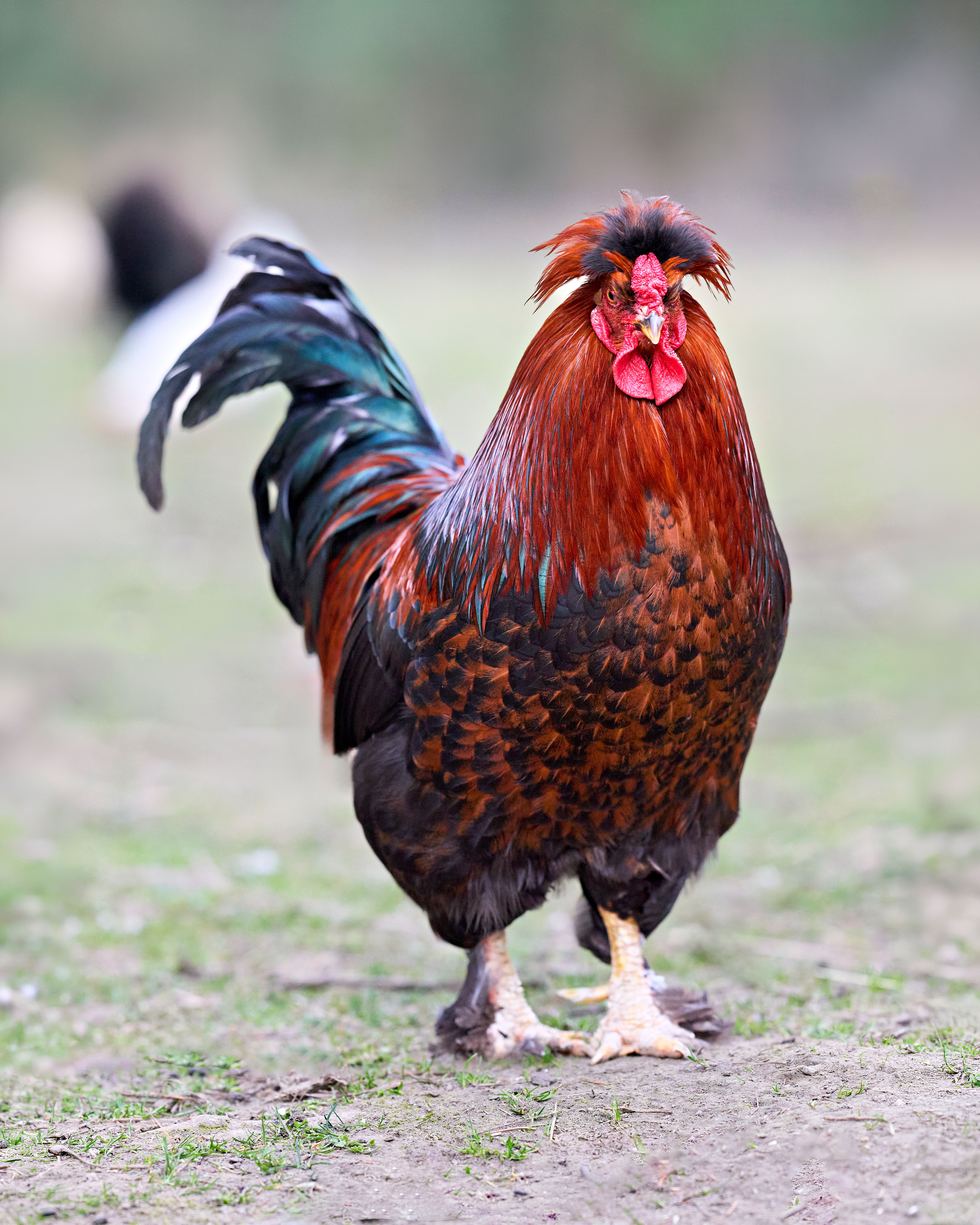 Vibrant Rooster in Rural Farm Setting · Free Stock Photo