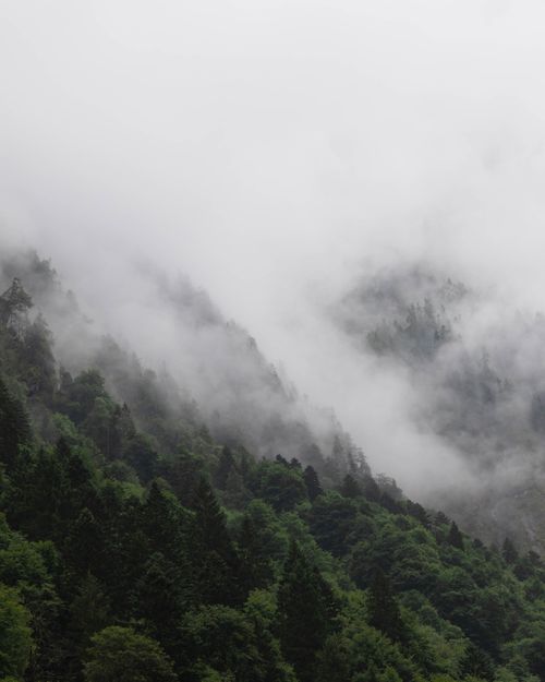 Free Cloudy mist enveloping a lush green forest on a mountain slope, creating a serene and mystical atmosphere. Stock Photo