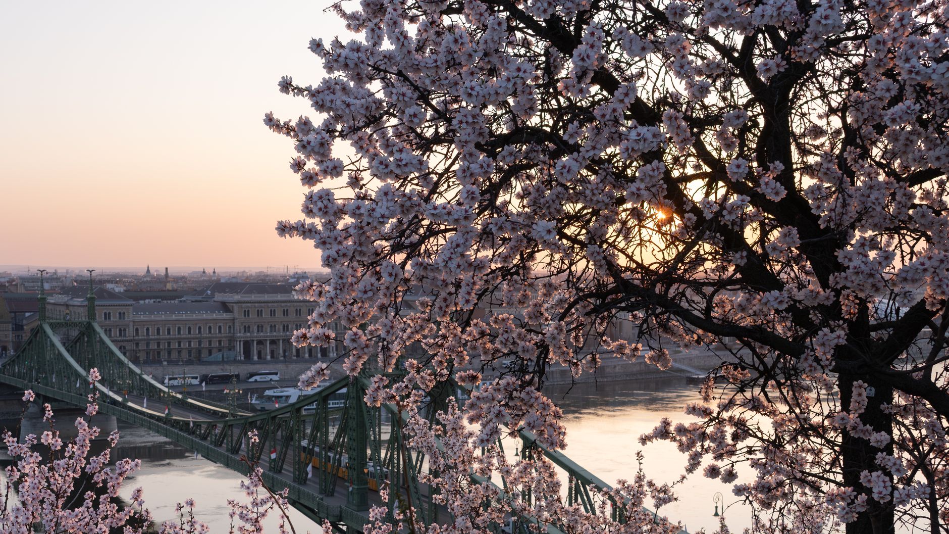 Cherry blossoms at sunrise overlooking Liberty Bridge and Danube River in Budapest, Hungary.