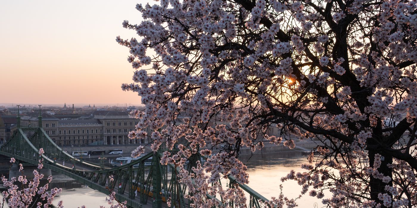 Cherry blossoms at sunrise overlooking Liberty Bridge and Danube River in Budapest, Hungary.
