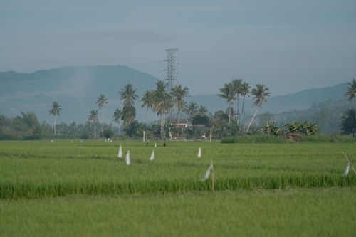 Free Expansive rice fields with palm trees and mountains in the background on a clear day. Stock Photo