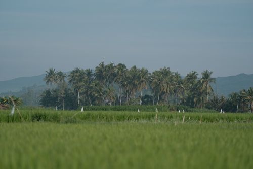 Free Lush green field with tropical palm trees under a clear blue sky. Stock Photo