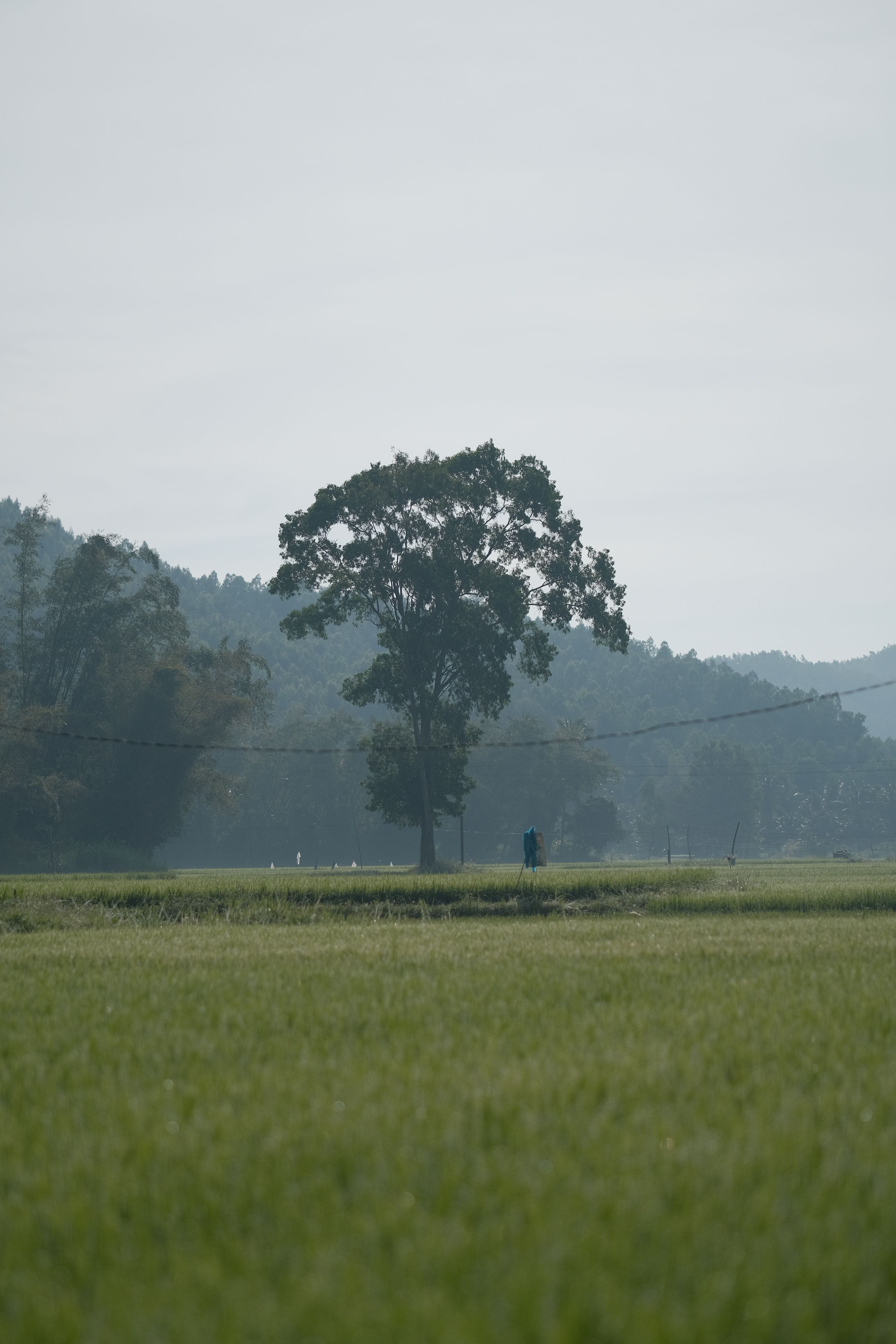 Serene Countryside Landscape with Lone Tree · Free Stock Photo
