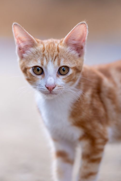 Free An adorable ginger kitten with curious eyes looks directly at the camera in a warm, soft-focus setting. Stock Photo