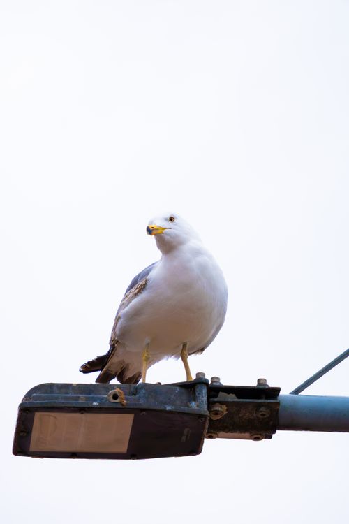 Free A seagull sits elegantly on a street light against a clear sky in Yalova, Türkiye. Stock Photo